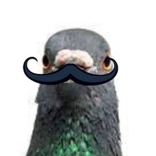 Heaps Better Shave Rave